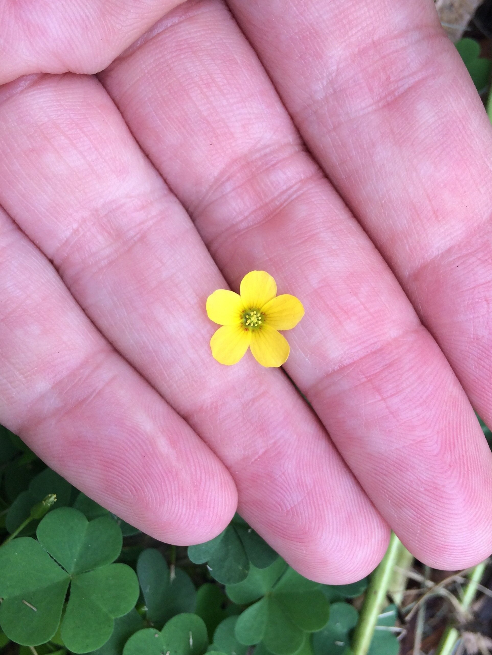 Yellow Wood Sorrel: Small Plant, Big Taste — Four Season Foraging